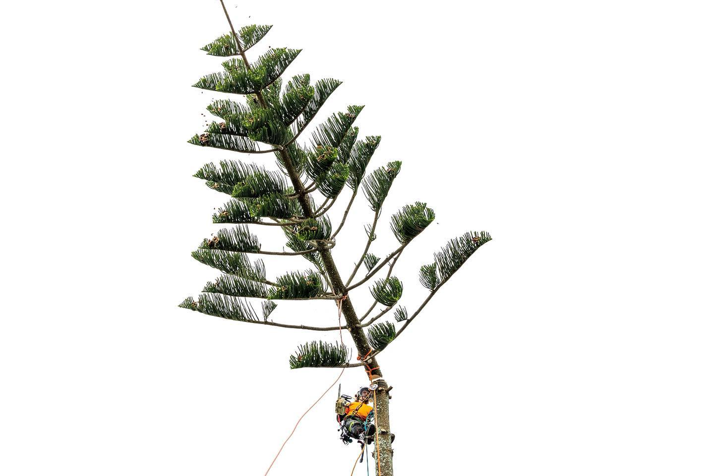 Climbing arborist roped high in a Norfolk pine