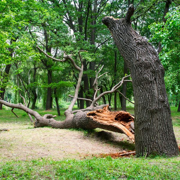 How Will I Know When My Tree Needs to Be Removed?