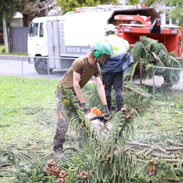 Trimming Hedges Made Easy: Your Comprehensive Guide