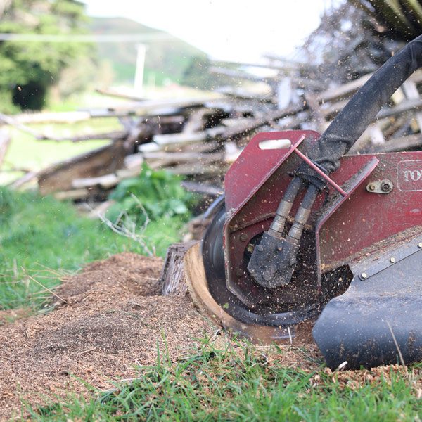 Top 5 Reasons to Remove That Old Tree Stump