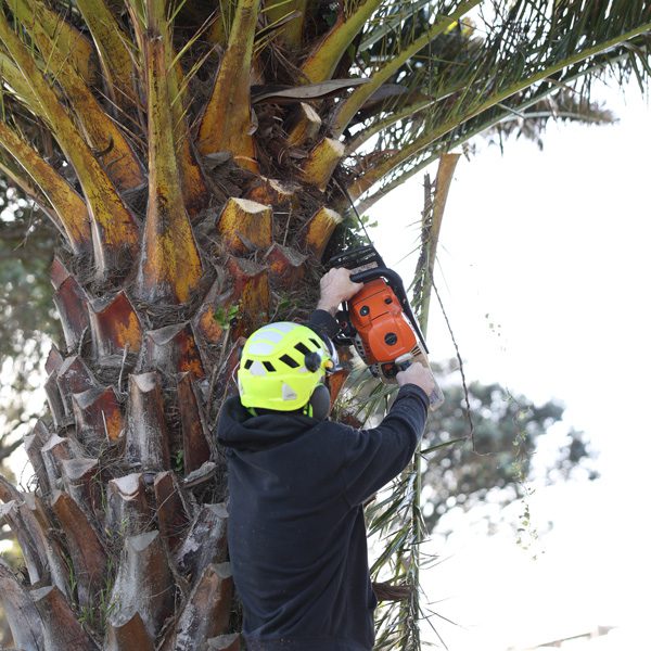 When and How Often to Trim Your Hedges