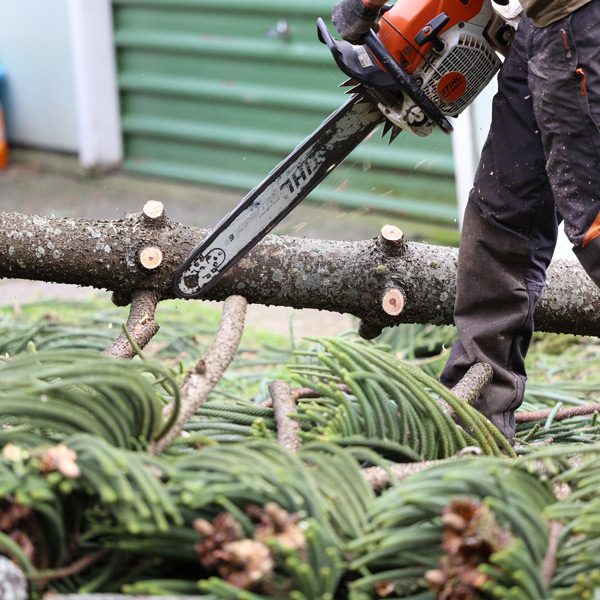 Tree Removal: Insights From Wellington Arborists