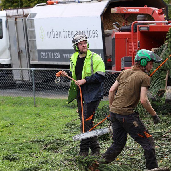 Why Hiring a Professional Arborist Is Important