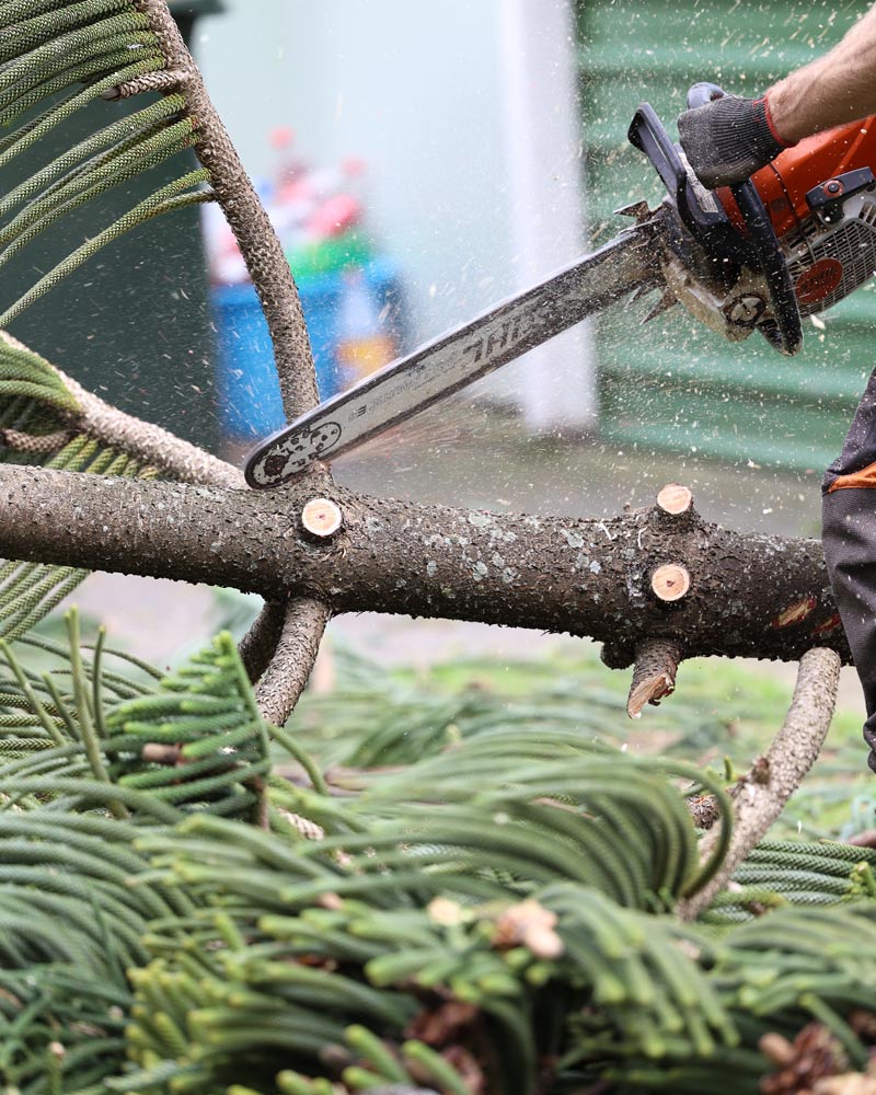 Josh Micallef — Director & Lead Arborist, Urban Tree Services