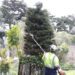 worker trimming pine tree