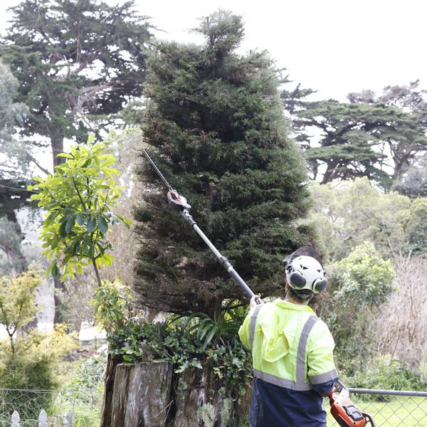 Why It’s Important To Keep Your Trees Maintained