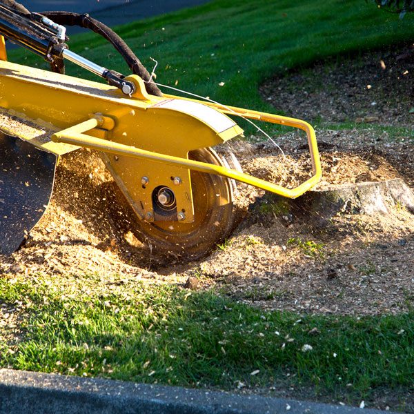 Effective Tree Stump Removal with Professional Stump Grinding