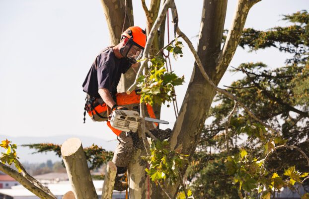 How Tree Care Can Improve Your View