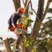 Arborist removing branches from tree