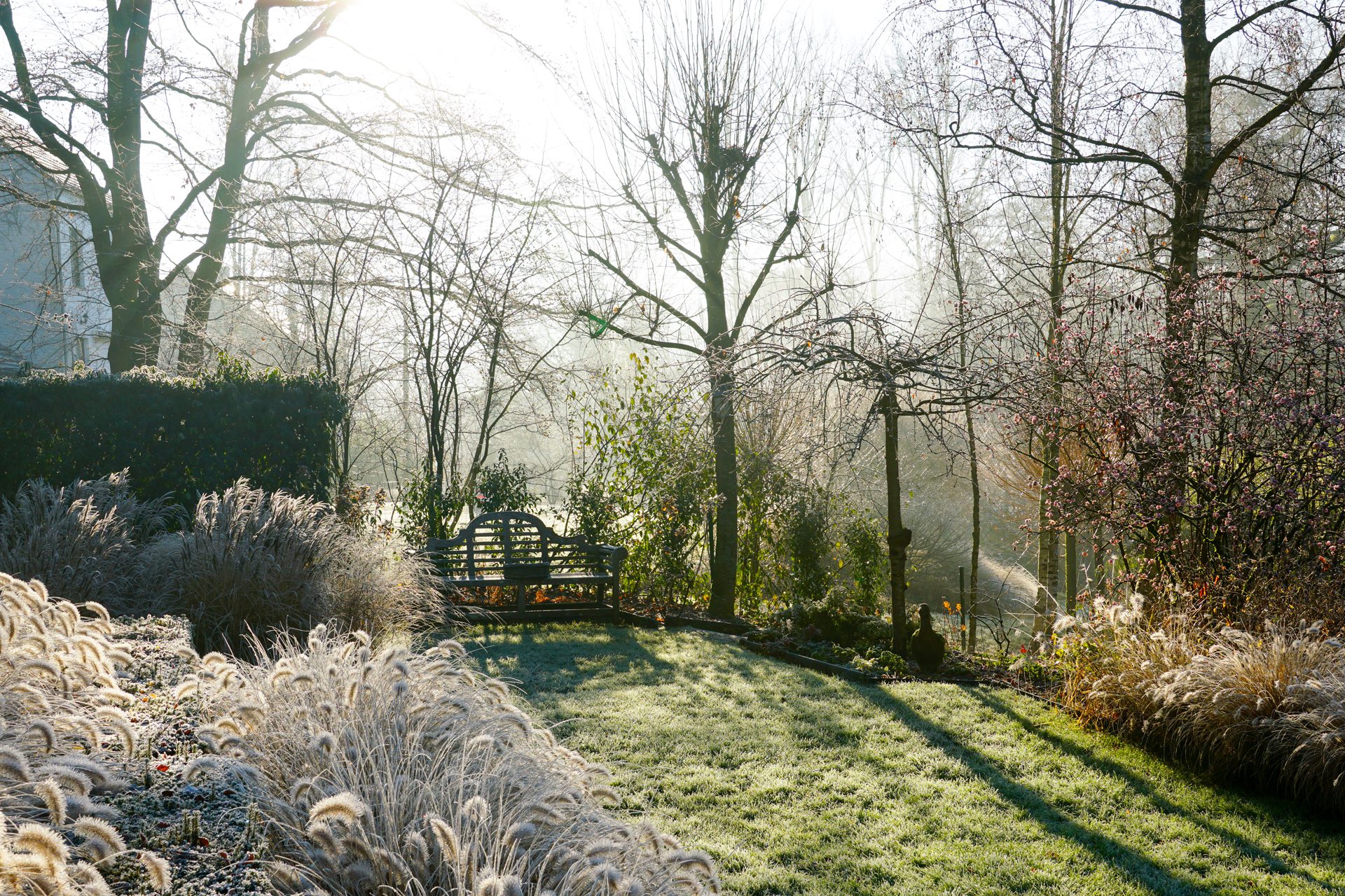 Caring For Your Trees In Winter