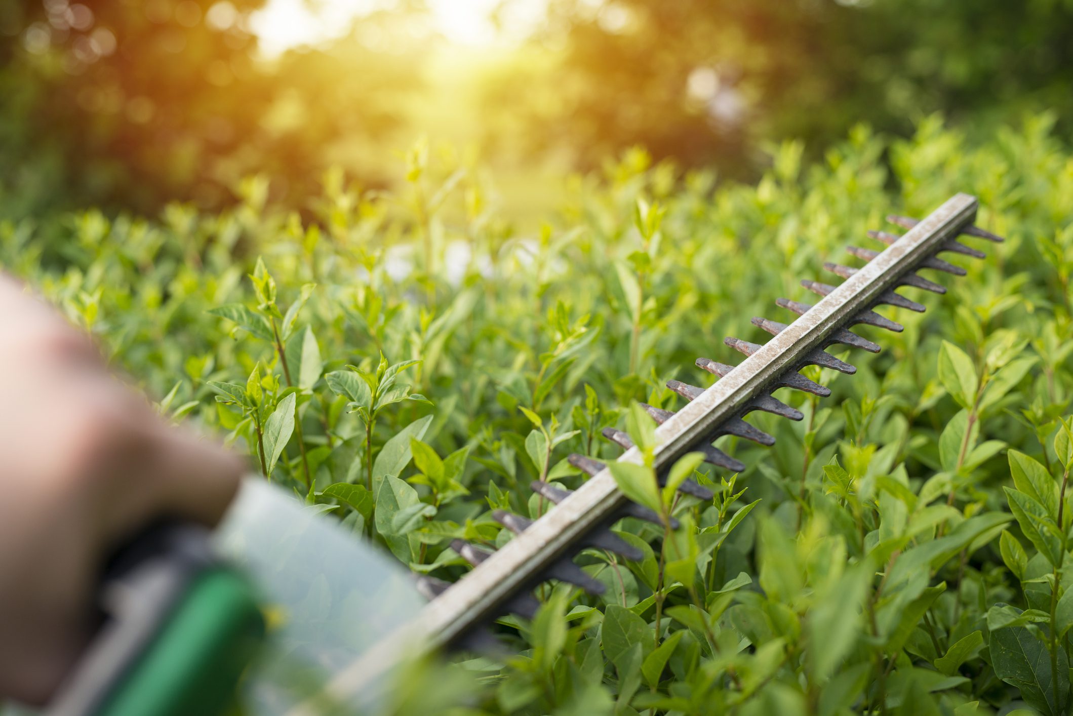 Your Guide to Perfect Hedges: When and How Often to Trim