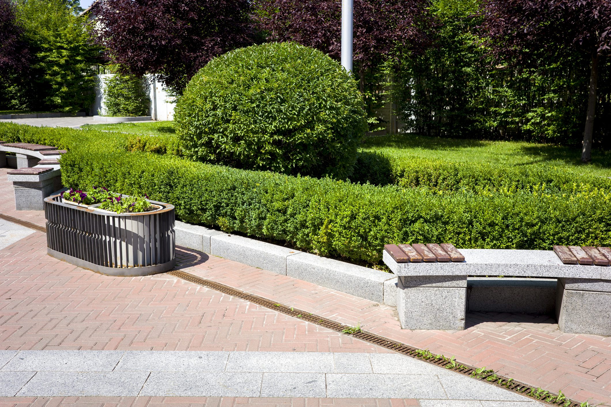 Hedge Trimming 101: Can You Over-Trim Your Hedge?