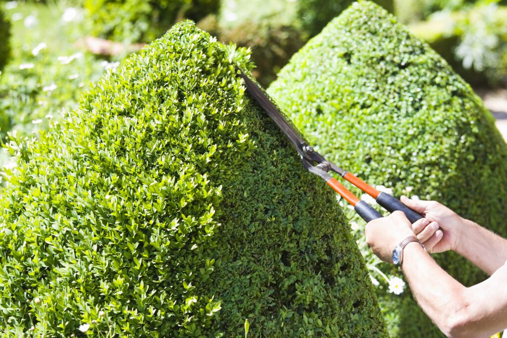Ultimate Guide on How to Trim Hedges Urban Tree Services