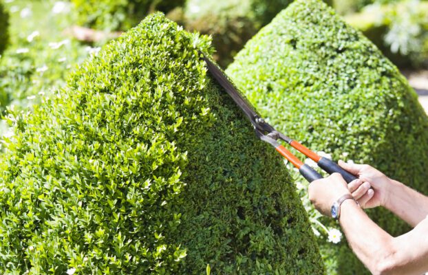 Trimming Hedges Made Easy: Your Comprehensive Guide