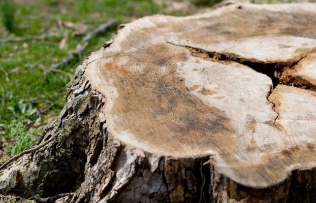 Top 5 Reasons to Remove That Old Tree Stump
