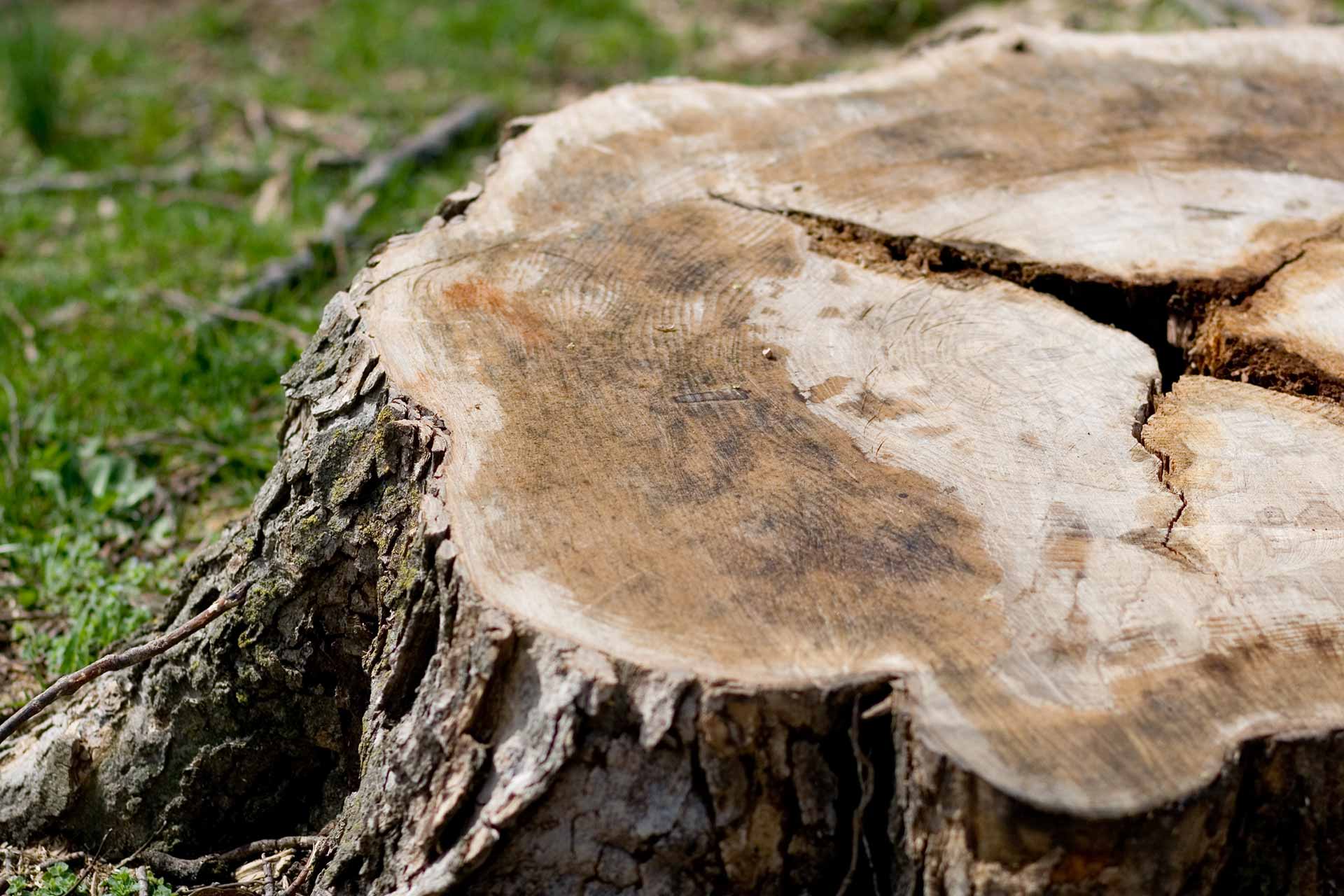 Top 5 Reasons to Remove That Old Tree Stump