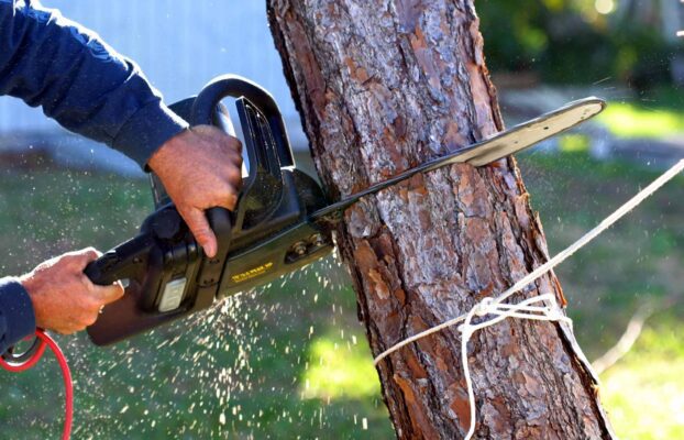Tree Removal: Insights from Wellington Arborists at Urban Tree Services