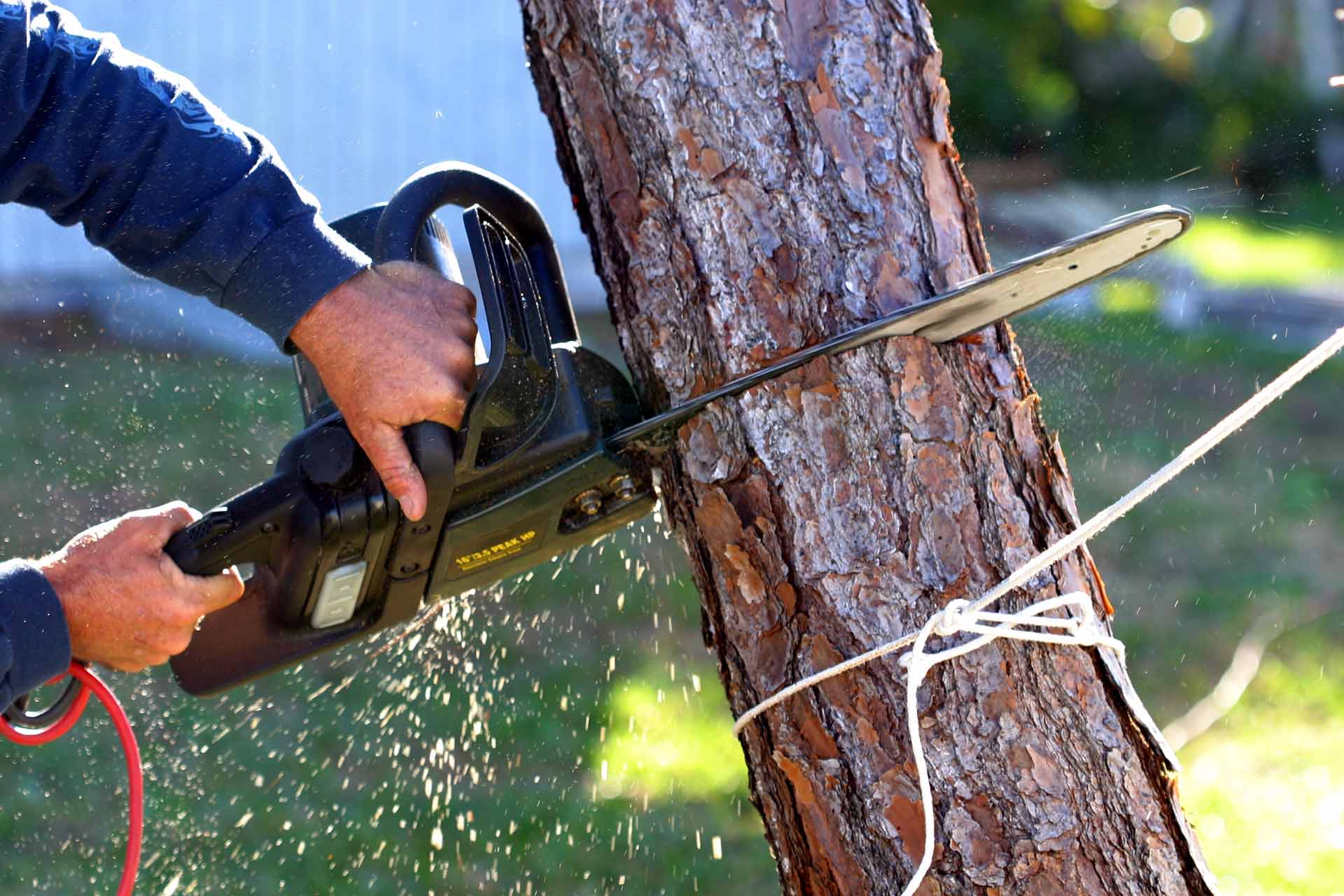 Tree Removal: Insights from Wellington Arborists at Urban Tree Services